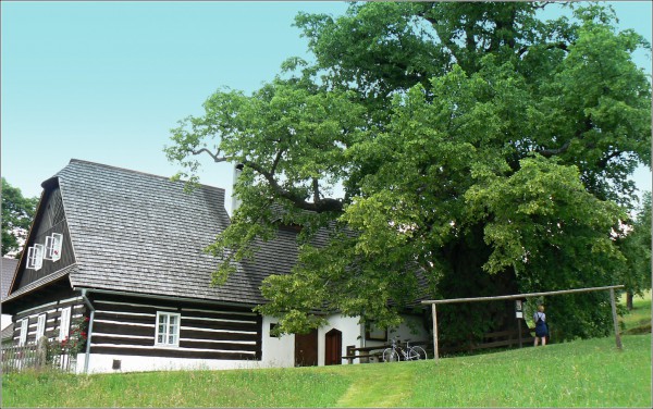 památný strom p1160325.jpg